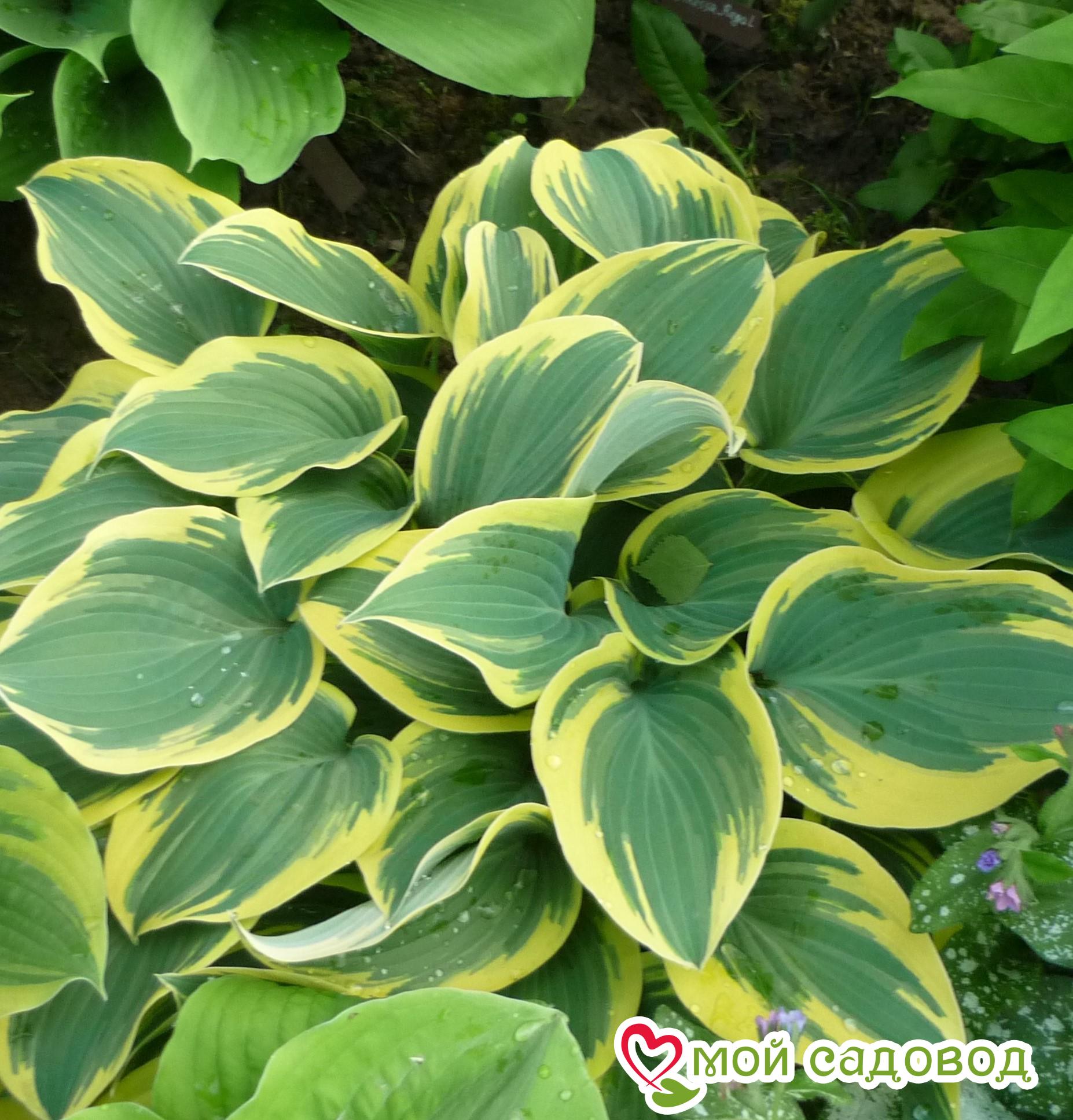 Хоста Липстик Блонд - описание сорта, характеристики, посадка и уход, отзывы Хоста Липстик Блонд: описание сорта, характеристики, посадка и уход, отзывы